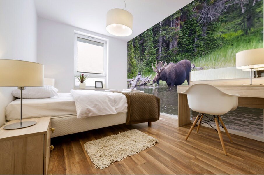 Water Feeding Moose Mural print