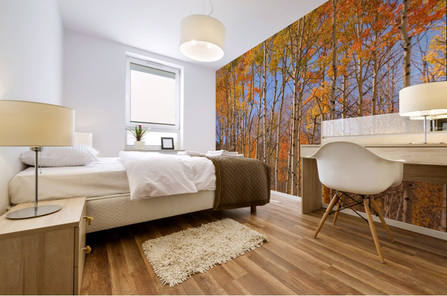 colorful colorado autumn  Mural print