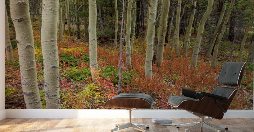 Wilderness Wonderland Wall Murals