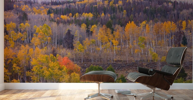 Rocky Mountain Autumn View Wall Murals