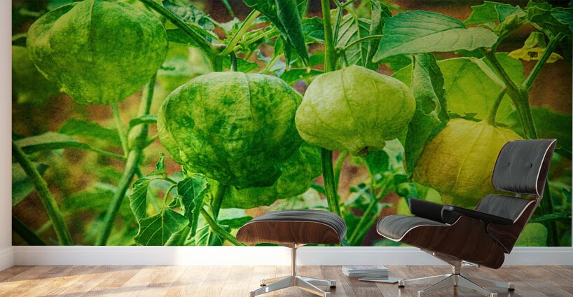 Tomatillos  Wall Murals