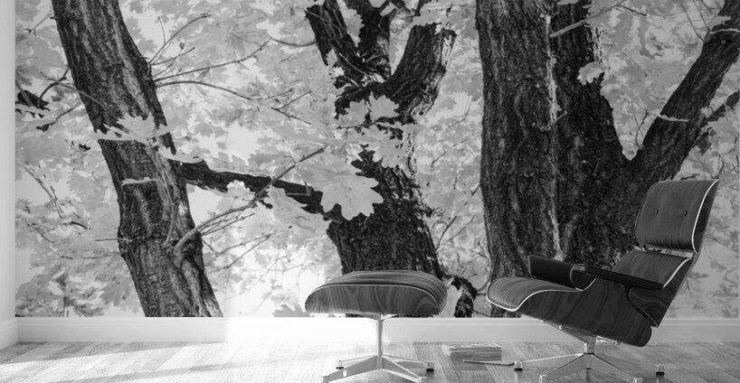 Tree mendous Elegance in Black and White Wall Murals