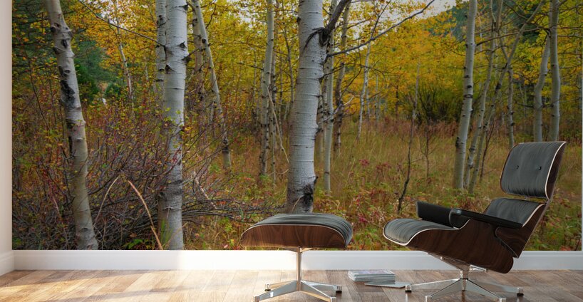 Soothing Forest Wall Murals