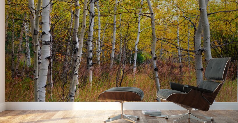 Forest In The Fall Wall Murals