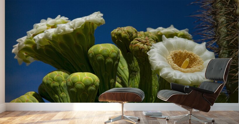 Saguaro Cactus Blooms Wall Murals