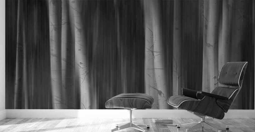 Autumn Aspen Trees Dreaming BW Wall Murals