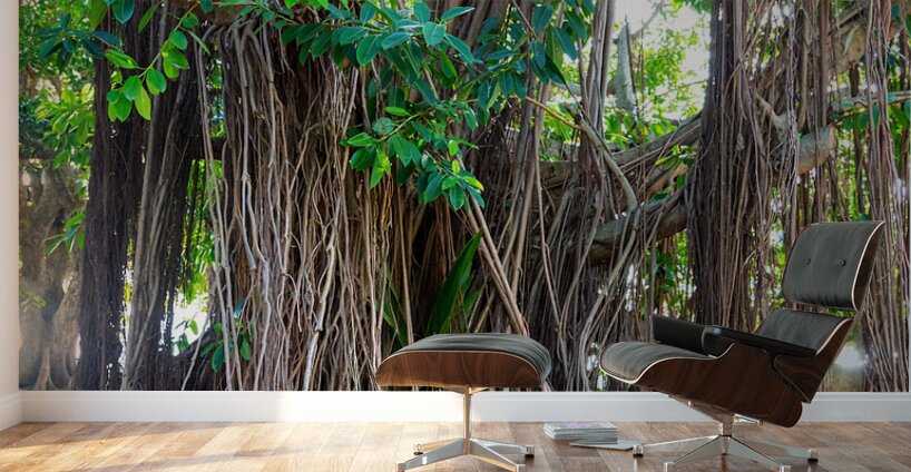 Majestic Magnificent Banyan Tree Portrait Wall Murals