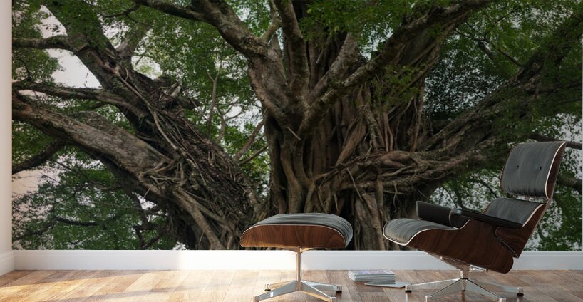 The Majestic Century Tree   1300 Year Old Balete of Negros Island Wall Murals