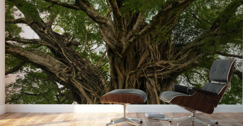 Old Century Tree of Negros Island Wall Murals