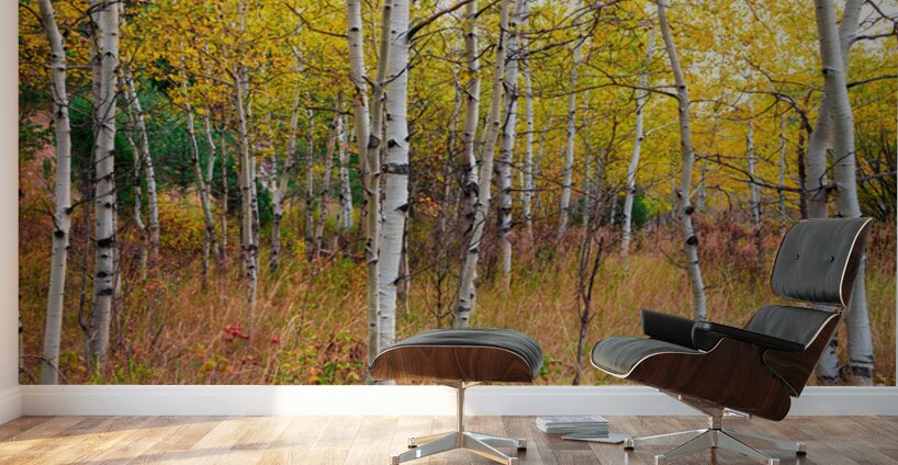 Happy Place In The Woods Wall Murals