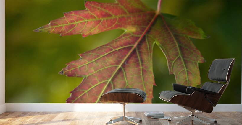 Maple Leaf Wall Murals