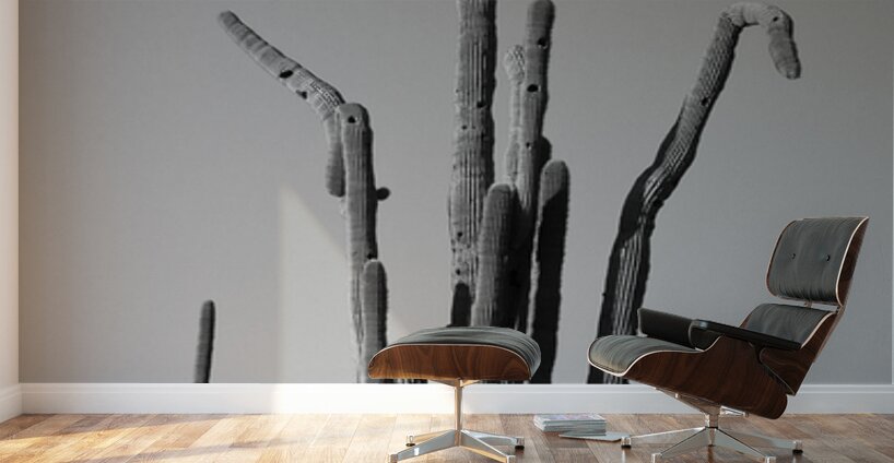 Weird Giant Saguaro Cactus in Black and White Wall Murals