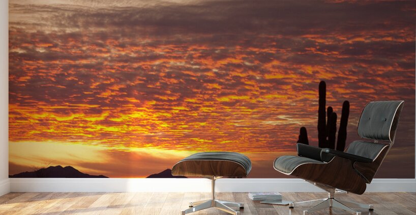 Morning Blaze Over Desert  Saguaro Giants in Arizona Wall Murals