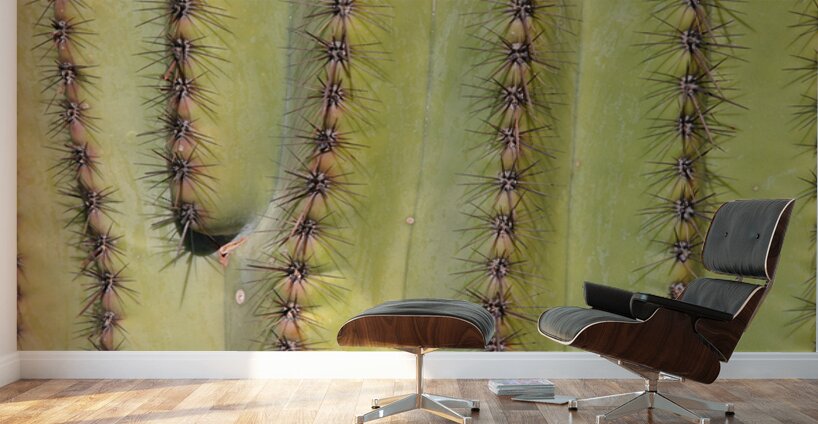 Patterns and Spines of the Desert Sentinel Wall Murals