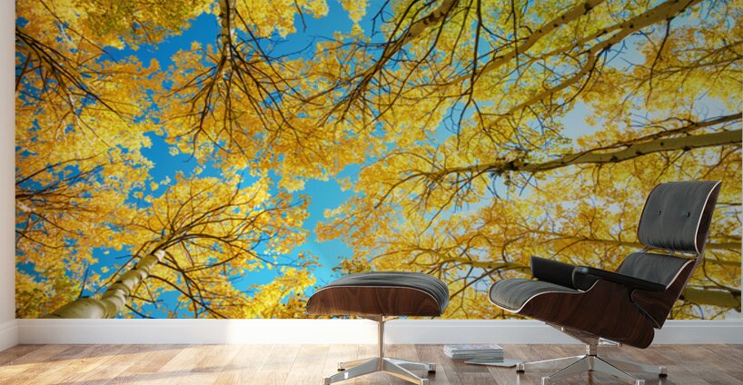 Colorado Aspen Kaleidoscope Wall Murals