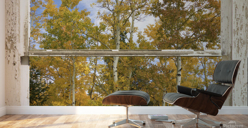 Colorado Autumn Aspens Nature Window View Wall Murals