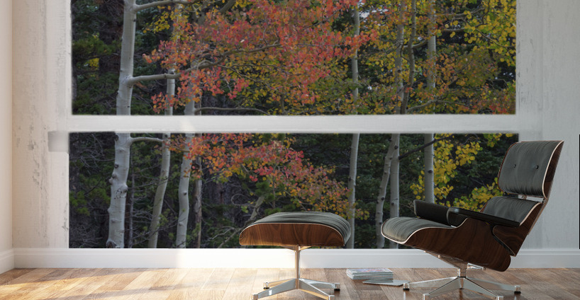 Aspen Forest Red Rustic Window View Wall Murals