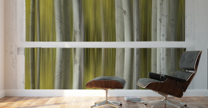 Surreal Dreamy Aspen Forest White Rustic Window Wall Murals