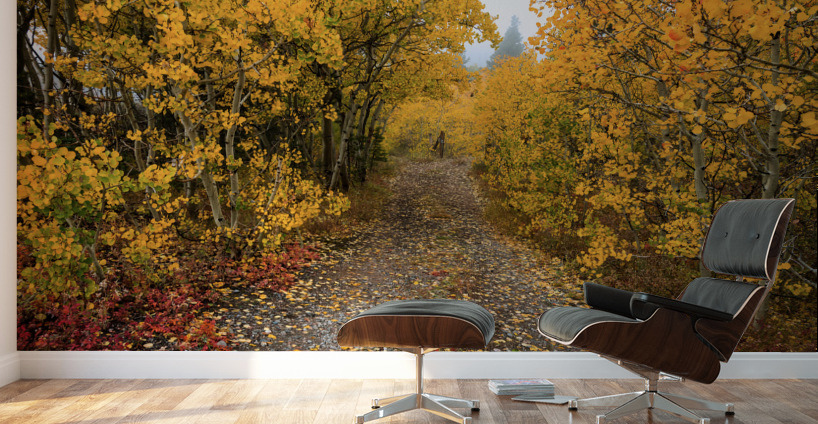 Colorful Autumn Hiking Path Wall Murals