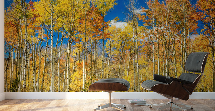 colorful colorado autumn aspen trees Wall Murals