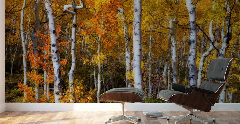 Forest Color Burst Wall Murals