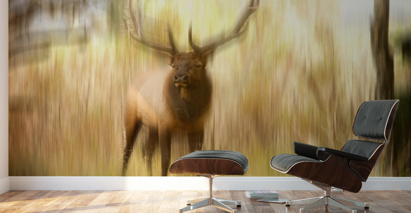 Bull Elk Forest Dreaming Wall Murals