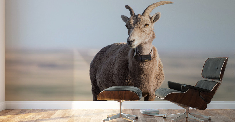 Badlands Bighorn A Glimpse of Audubons Majestic Sheep Wall Murals