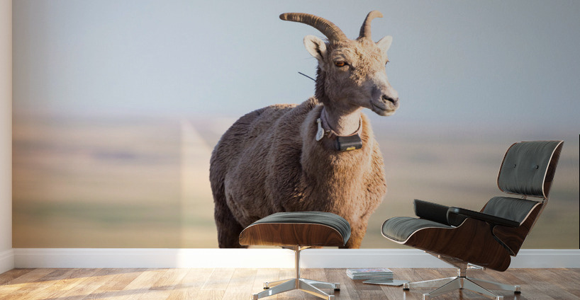 Big Horn Sheep Lucky Number 13 Wall Murals