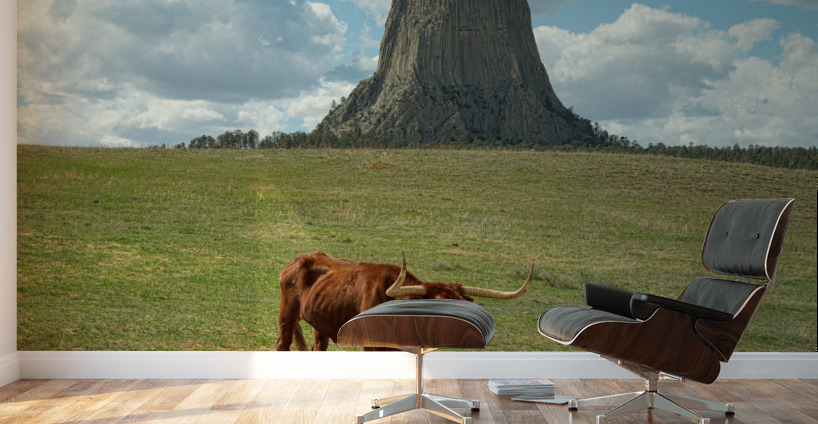 Longhorn Cow Posing at Devils Tower in Wyoming - First US Nation Wall Murals
