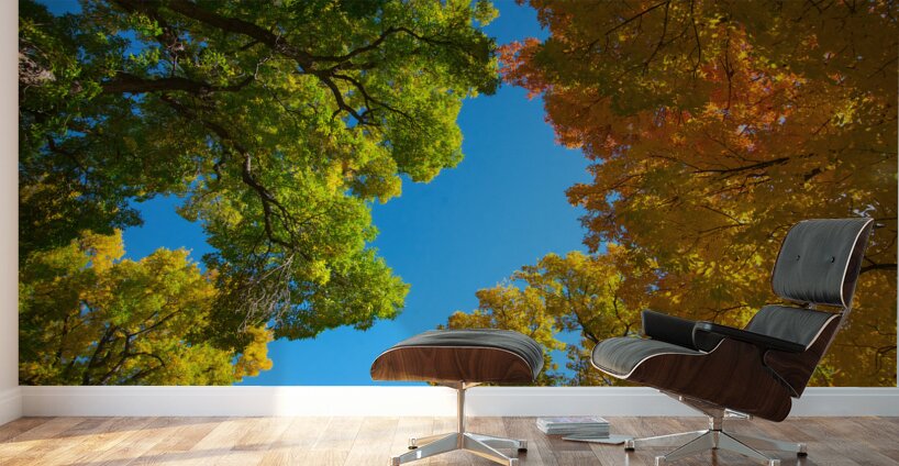 Autumns Radiant Canopy -  A Skyward View Wall Murals