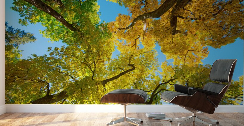 Vibrant Autumn Landscape - Colorful Trees under Blue Sky Wall Murals