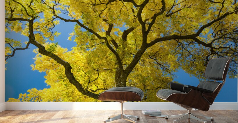 Golden Majesty - A Cottonwoods Radiant Reverie Wall Murals