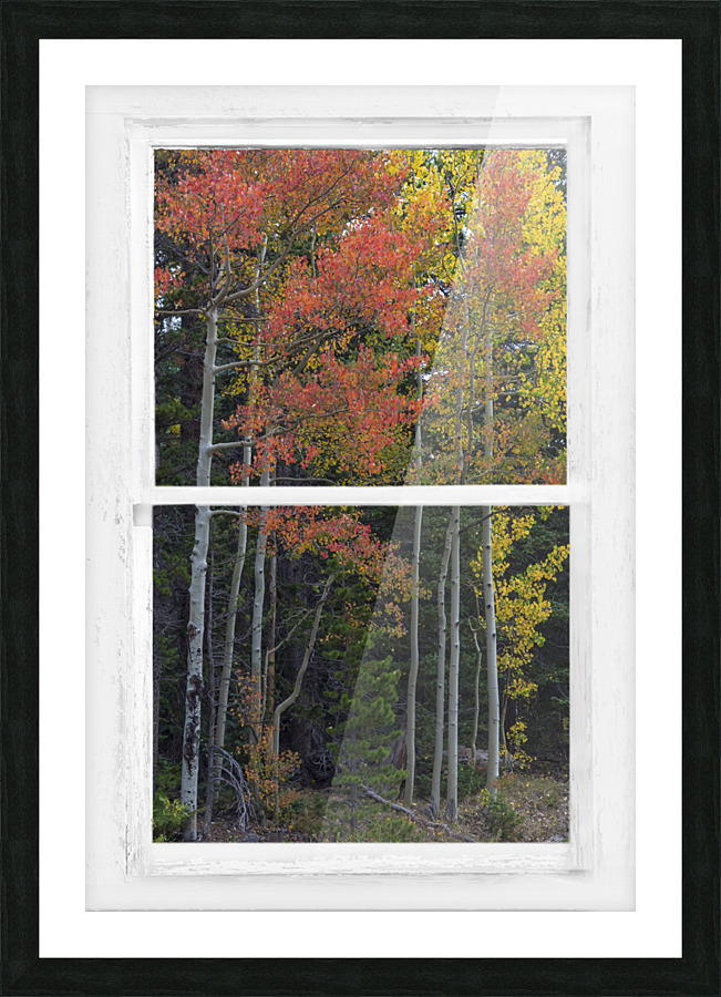 Aspen Forest Red Rustic Window View Frame print