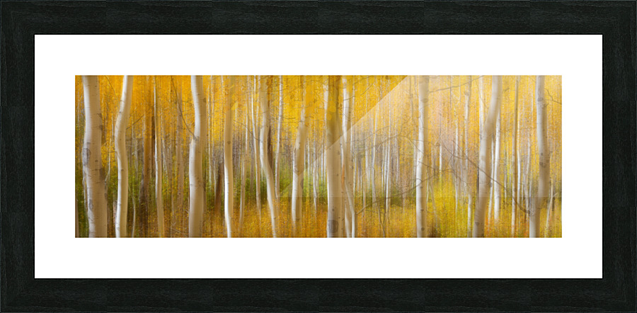 Golden Forest Moment Abstract Panorama  Framed Print Print