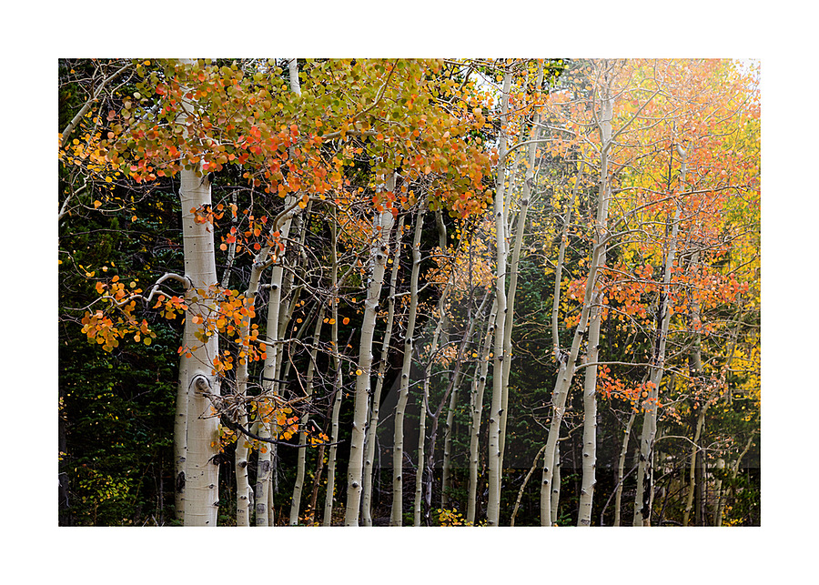 autumn seasons change Impression et Cadre photo