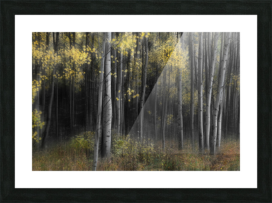 Aspen Tree Grove Into Darkness Frame print