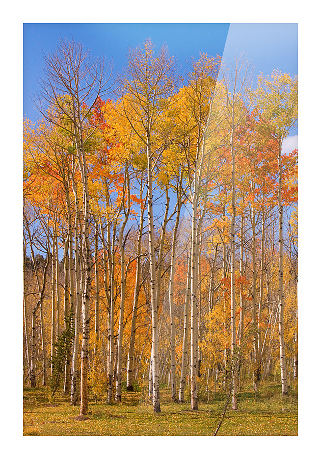 colorful colorado autumn  Frame print