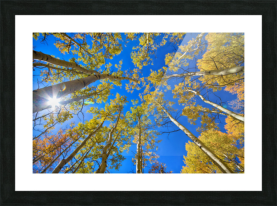 Autumn Aspen Magic Frame print