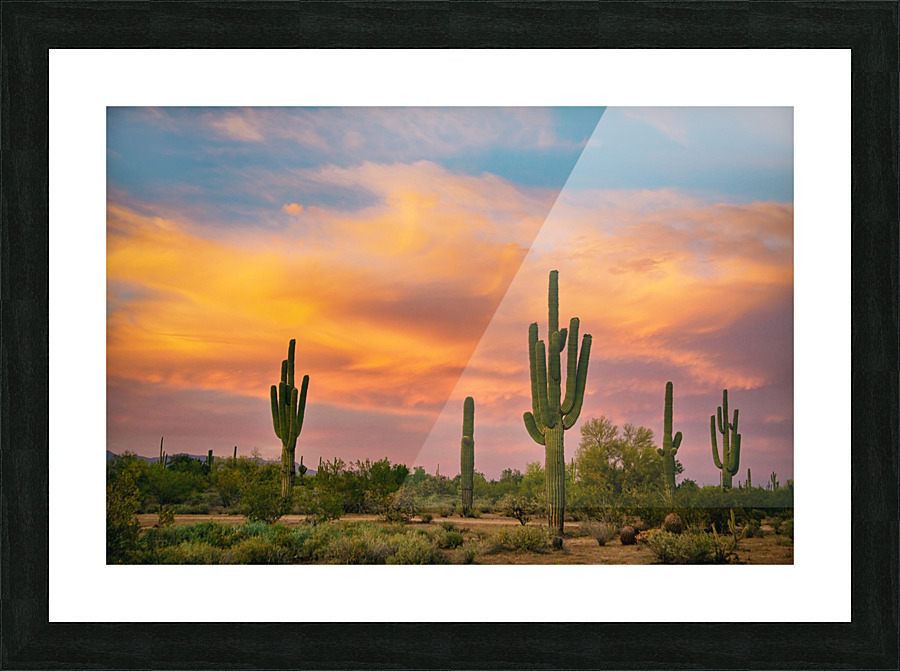 Saguaro Desert Life Picture Frame print