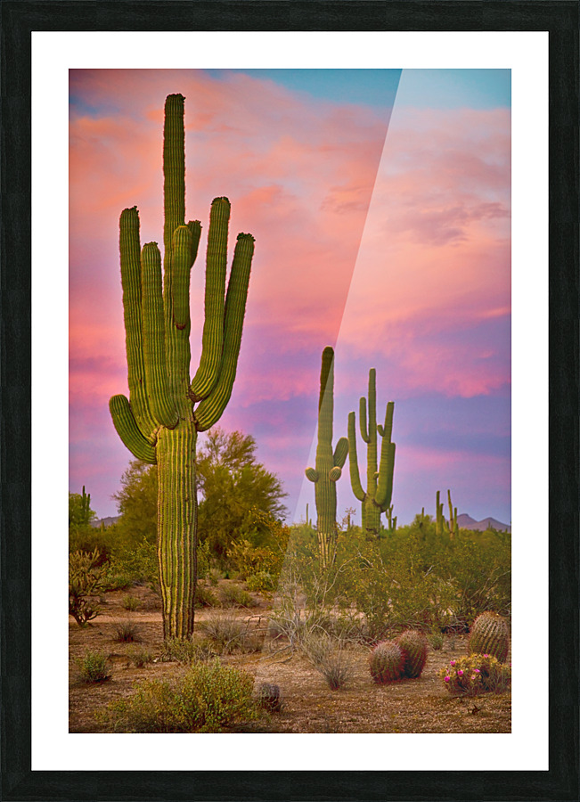 Desert Spring Picture Frame print