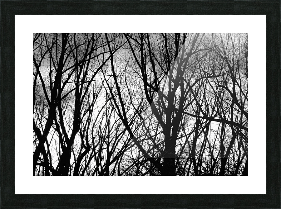 Tree Branches Into The Night Picture Frame print