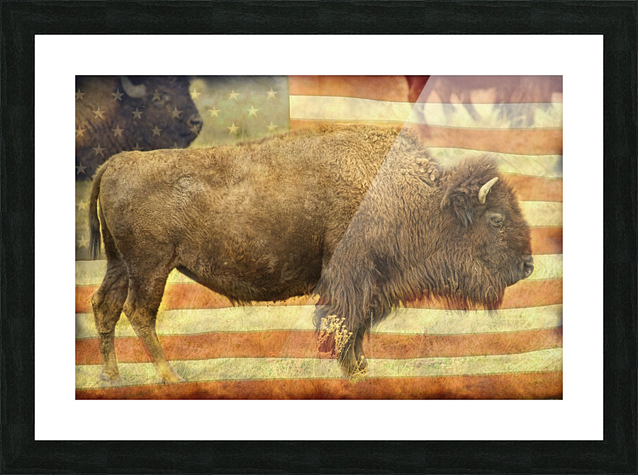 American Buffalo  Framed Print Print