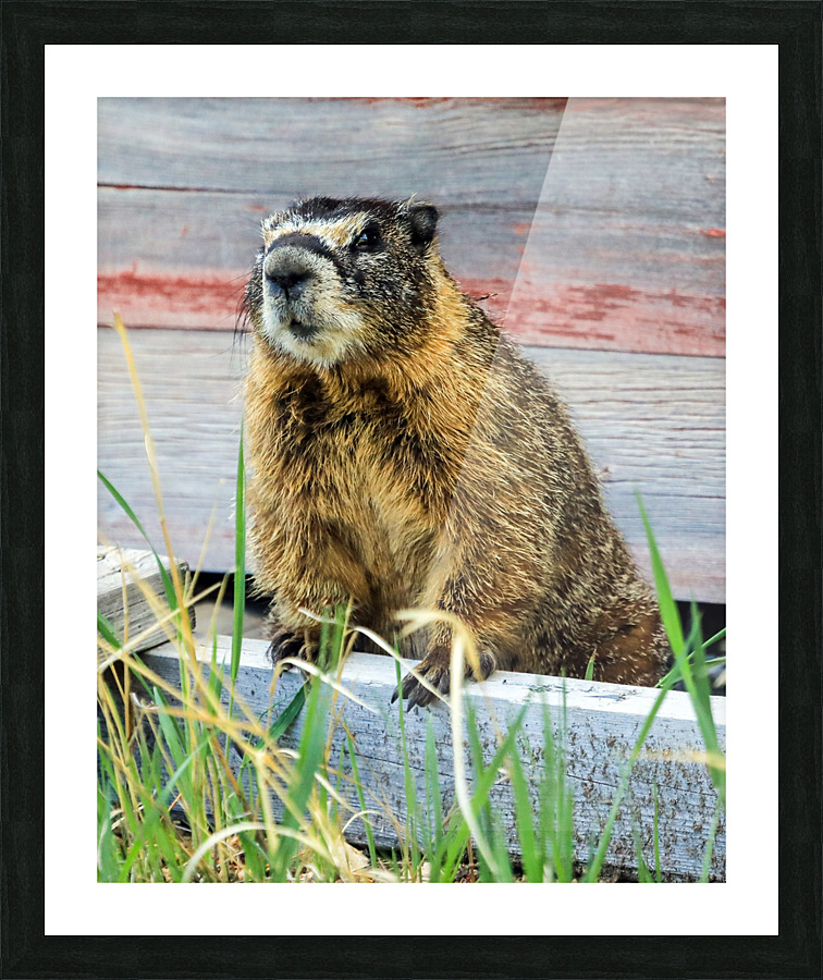 Marmot   Impression encadrée