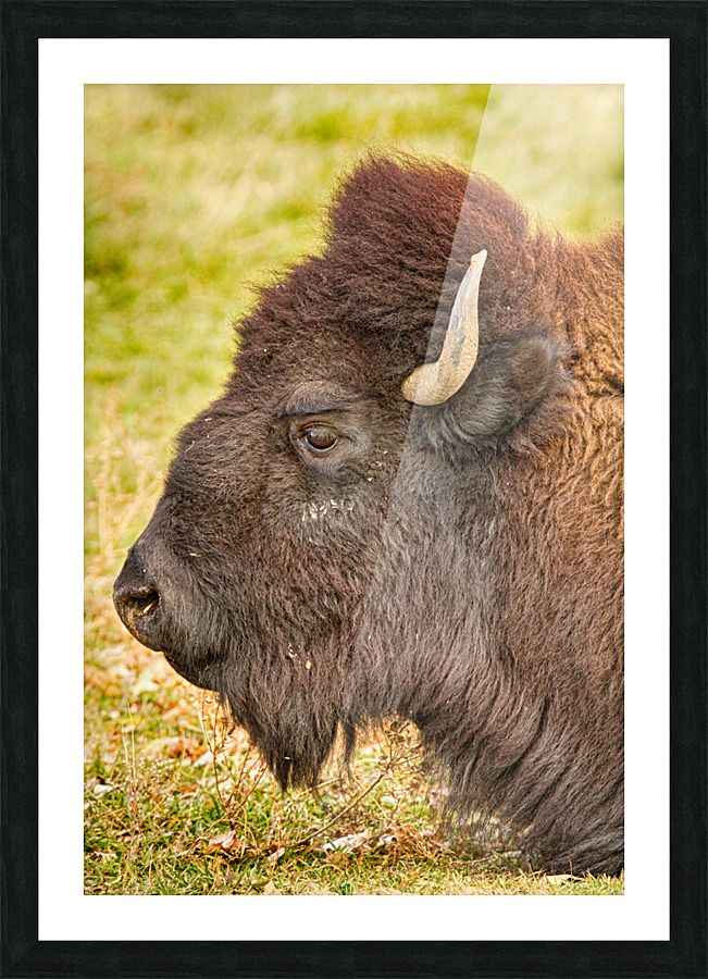 Bison Headshot Profile a Frame print