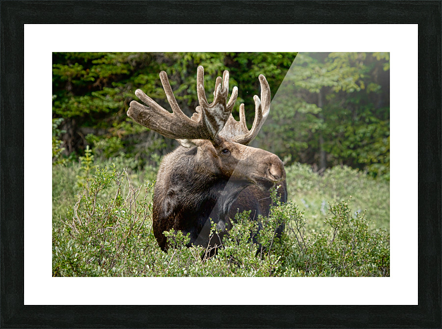 Bull Moose Wild  Framed Print Print
