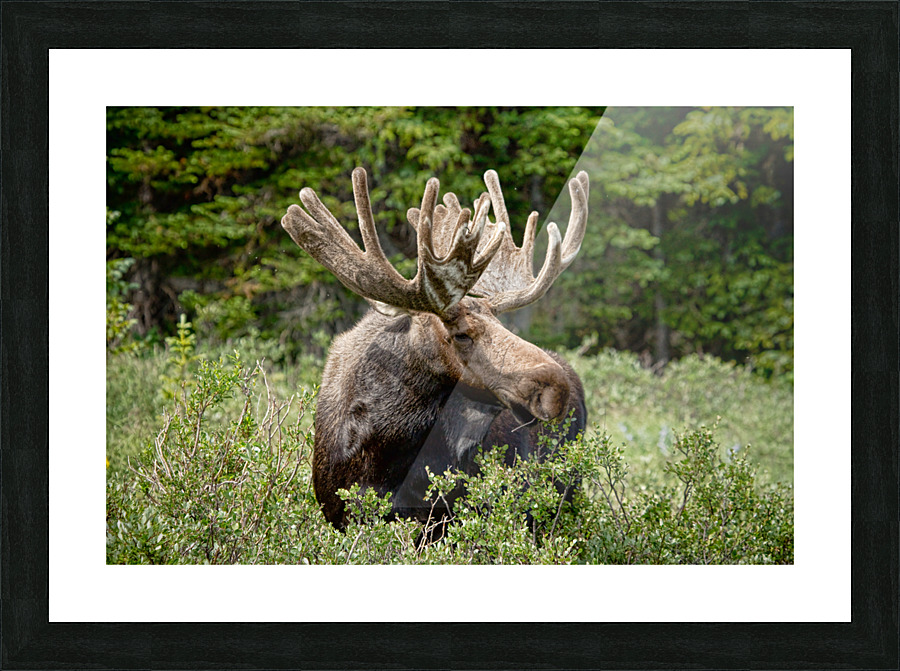 Moose Be Too Cool Frame print