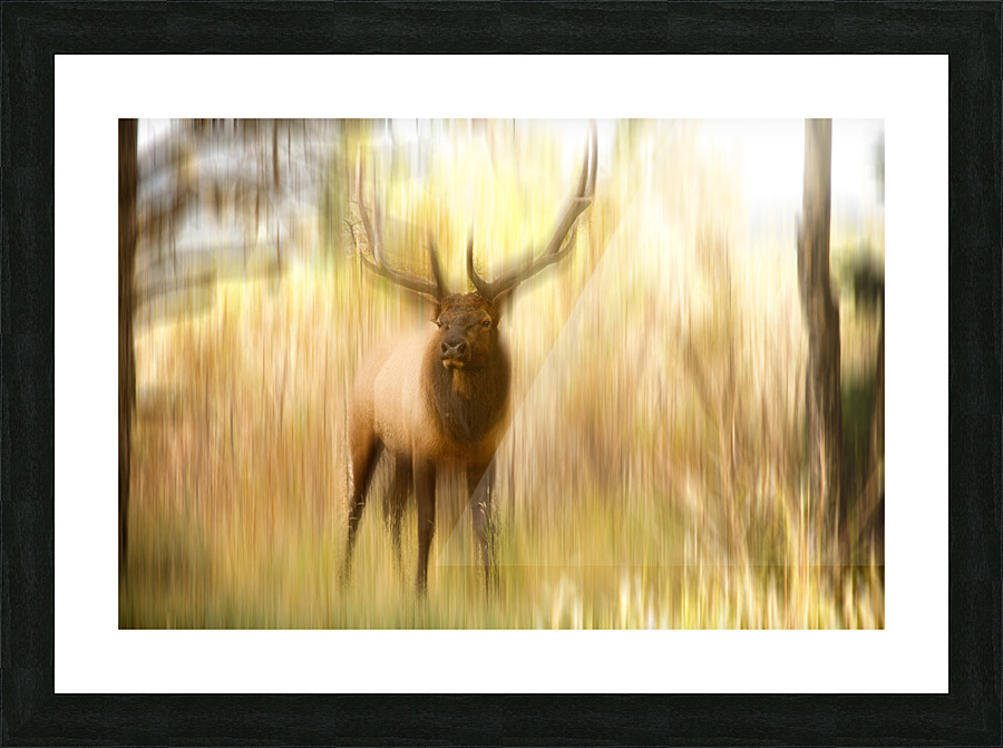 Bull Elk Forest Dreaming Picture Frame print