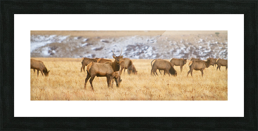 Elk Heard Colorado Foothills Plains Panorama  Framed Print Print