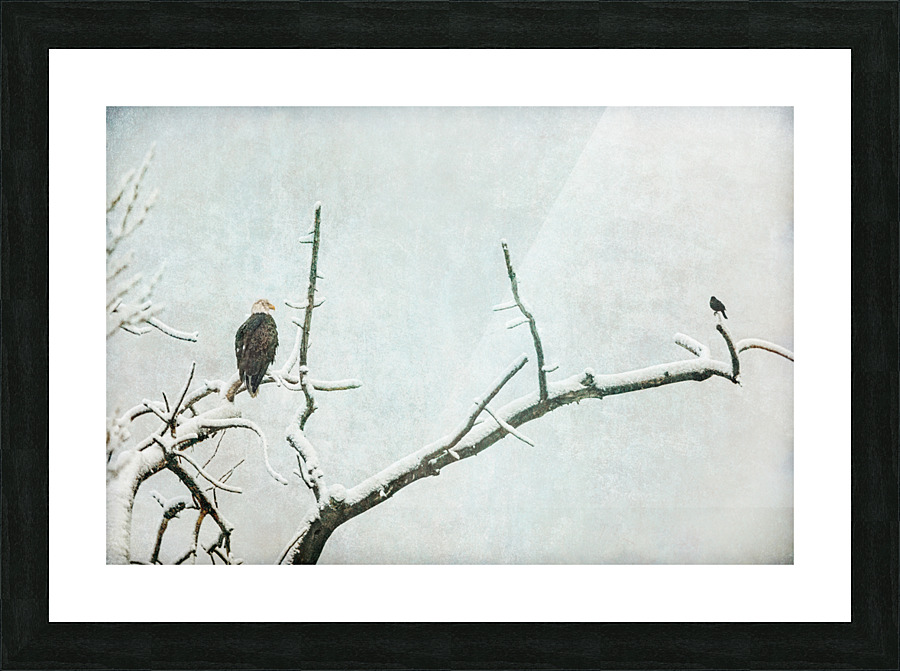 Bald Eagle Little Birdie Picture Frame print