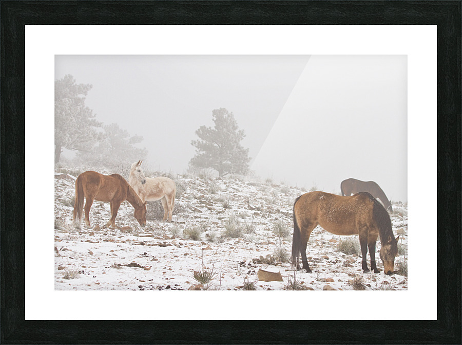 Horses Winter Snow Fog Frame print